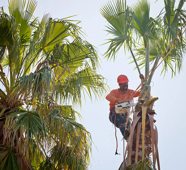 How Our Tree Care Process Works  in  Greenville, NY