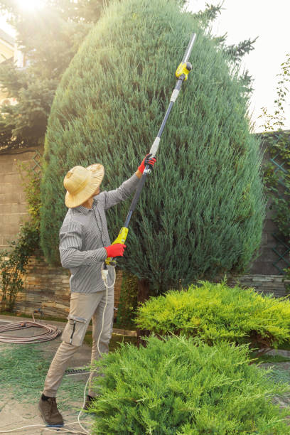 How Our Tree Care Process Works  in  Greenville, NY